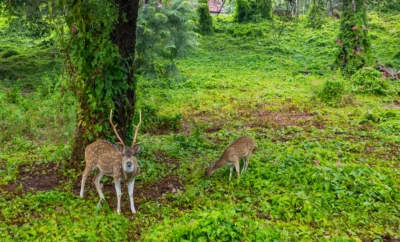 Wildlife Encounters in Coorg: What You Can Spot and Where