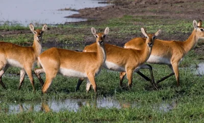 Wildlife in the Wet: What to Spot on a Jeep Safari in July in Chikmagalur