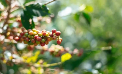 Coffee Trails in Coorg: Estate Walks and Farm-to-Cup Experiences