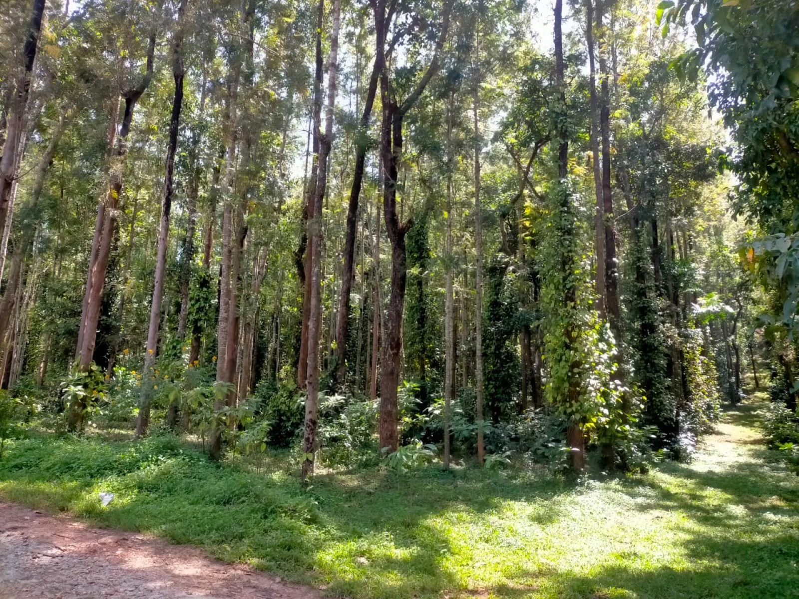 Estate-View-1