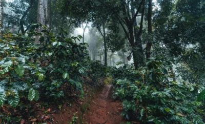 Coffee Plantation In Coorg: Tours, Stays & The Ultimate Brew Experience