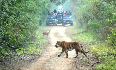 Off-Roading & Jeep Safaris: Extreme Adventures in Coorg’s Wilderness