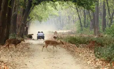 Wildlife in Coorg: Sanctuaries, Safari Spots & Nature Trails