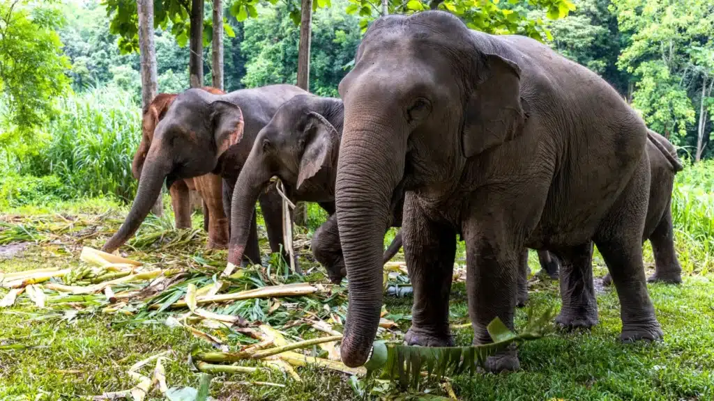 Elephant camp in madikeri