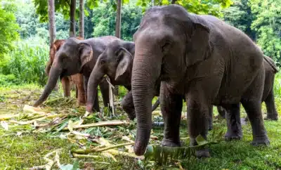 How to Plan a Family-Friendly Vacation to Dubare Forest, Madikeri