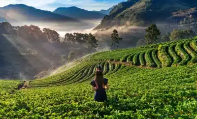 Top attractions In Chikmagalur You Shouldn't Miss