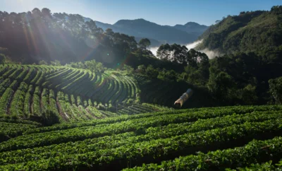 Sakleshpur or Chikmagalur: Comparing Coffee Country Escapes in Karnataka