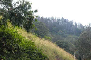 Coffeeberry Hills resort surrounded by lush greenery with easy access to sightseeing attractions